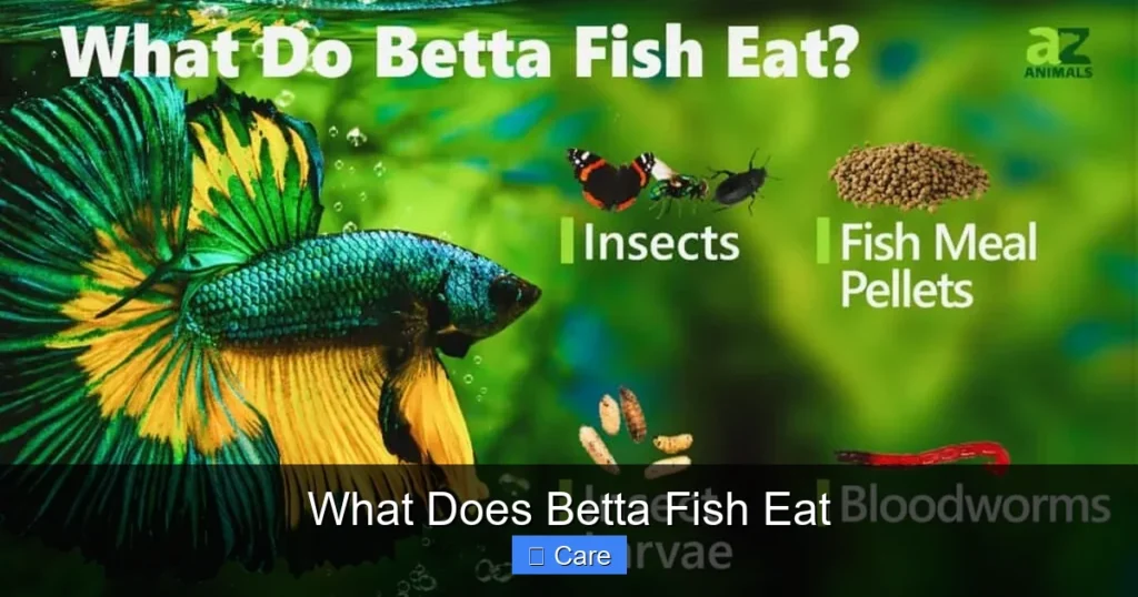 What Does Betta Fish Eat