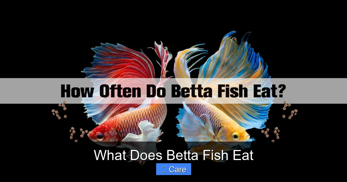 What Does Betta Fish Eat