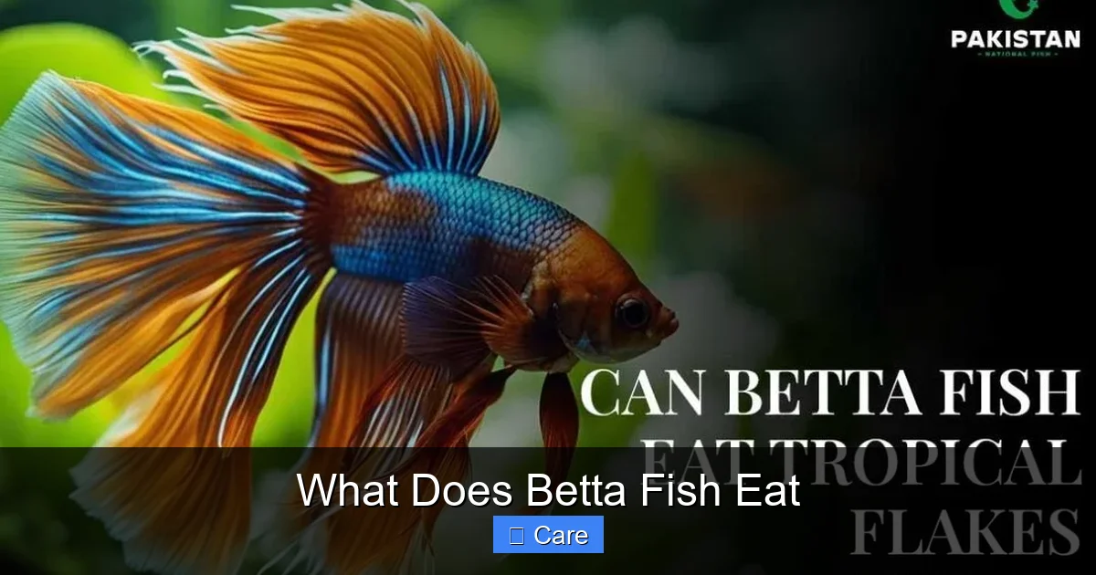 What Does Betta Fish Eat