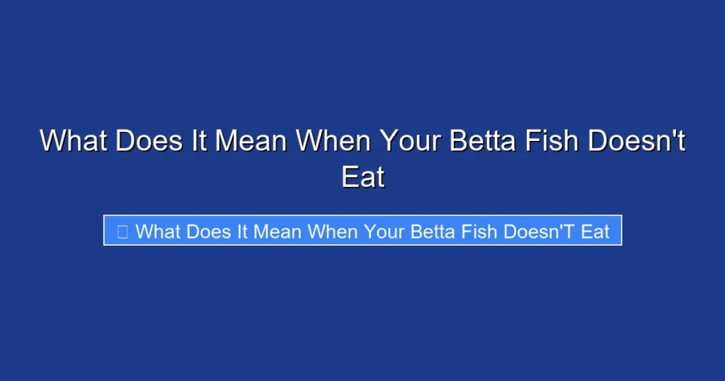 What Does It Mean When Your Betta Fish Doesn't Eat