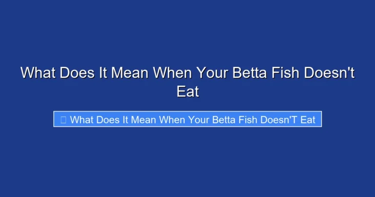 What Does It Mean When Your Betta Fish Doesn't Eat