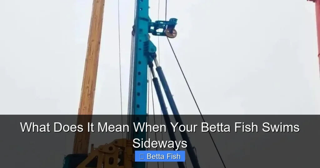 What Does It Mean When Your Betta Fish Swims Sideways