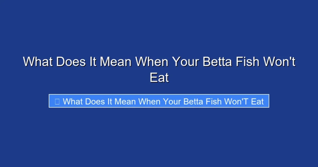 What Does It Mean When Your Betta Fish Won't Eat
