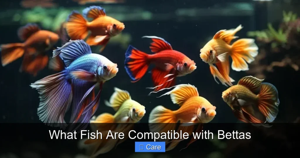 What Fish Are Compatible with Bettas