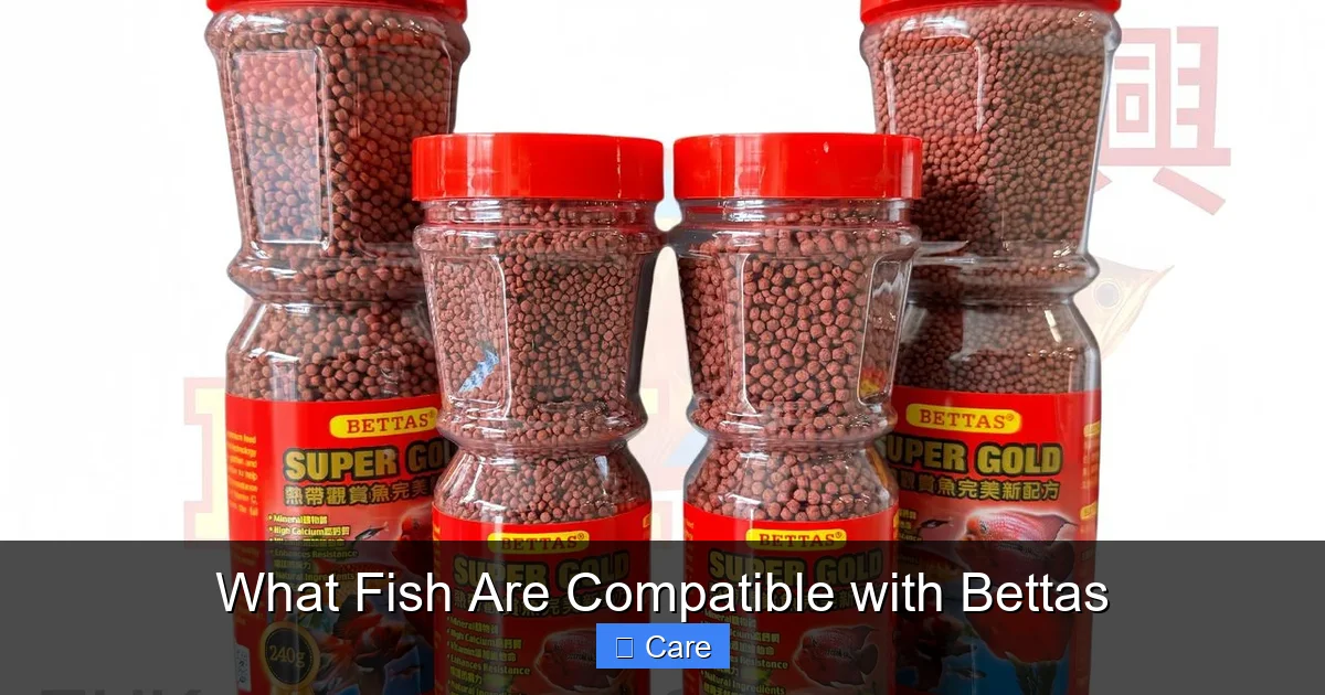 What Fish Are Compatible with Bettas
