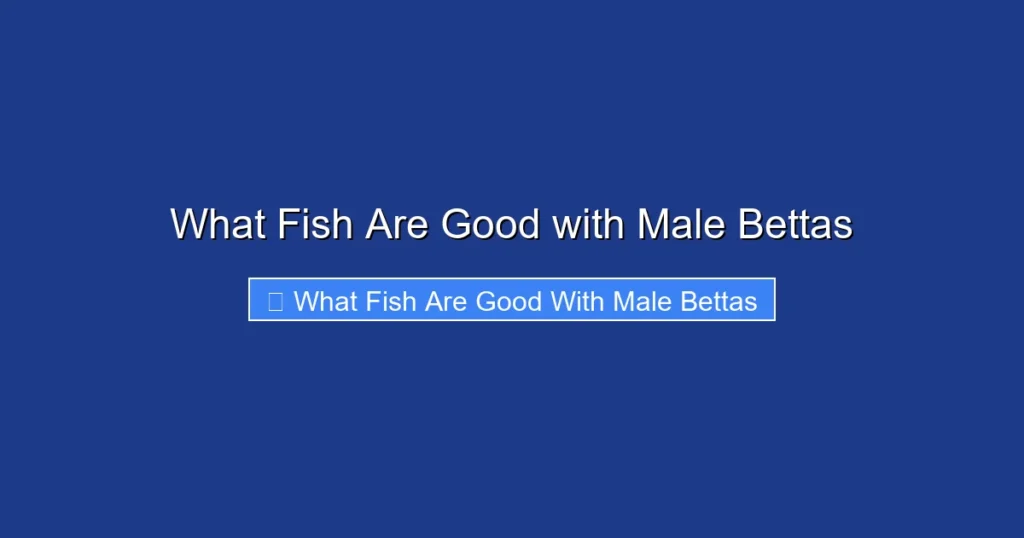 What Fish Are Good with Male Bettas