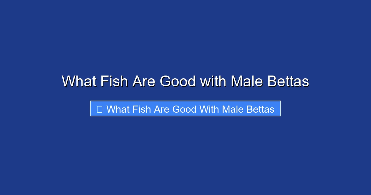 What Fish Are Good with Male Bettas