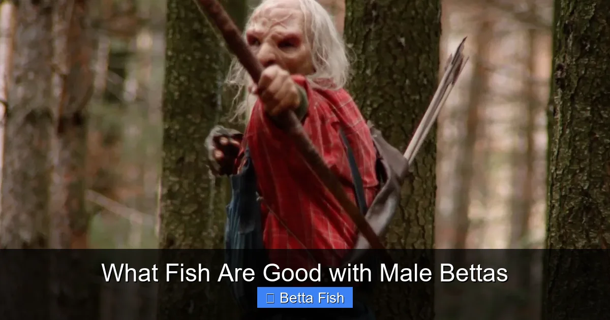 What Fish Are Good with Male Bettas