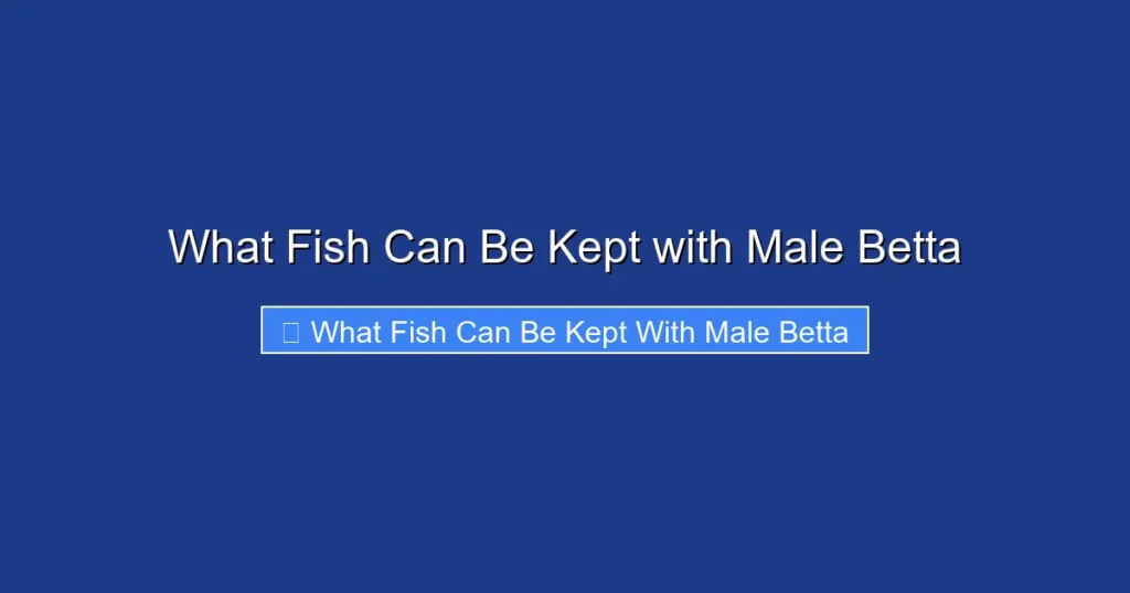 What Fish Can Be Kept with Male Betta