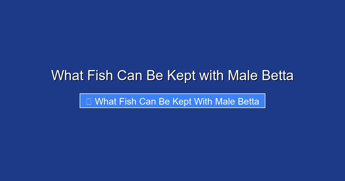 What Fish Can Be Kept with Male Betta