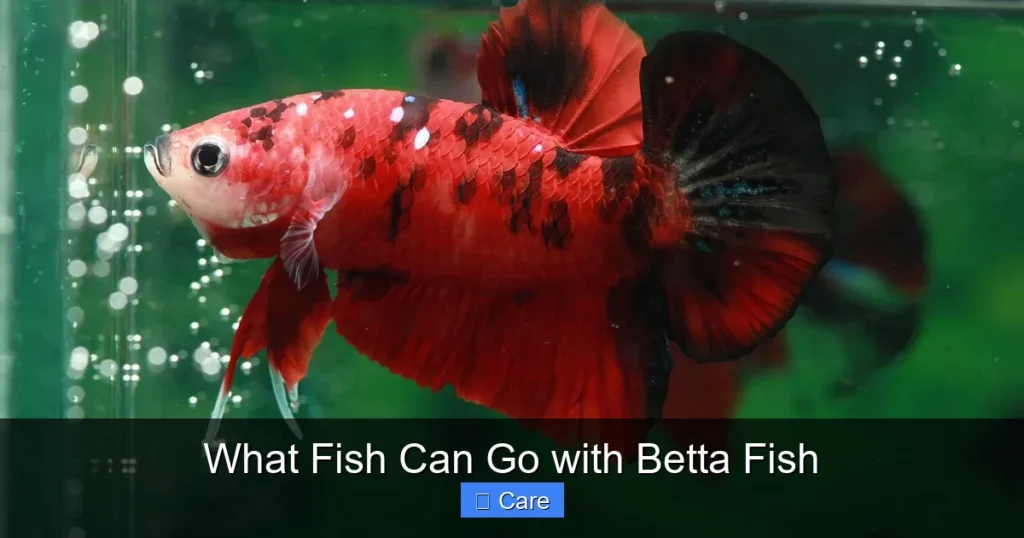 What Fish Can Go with Betta Fish