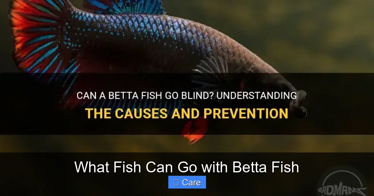 What Fish Can Go with Betta Fish