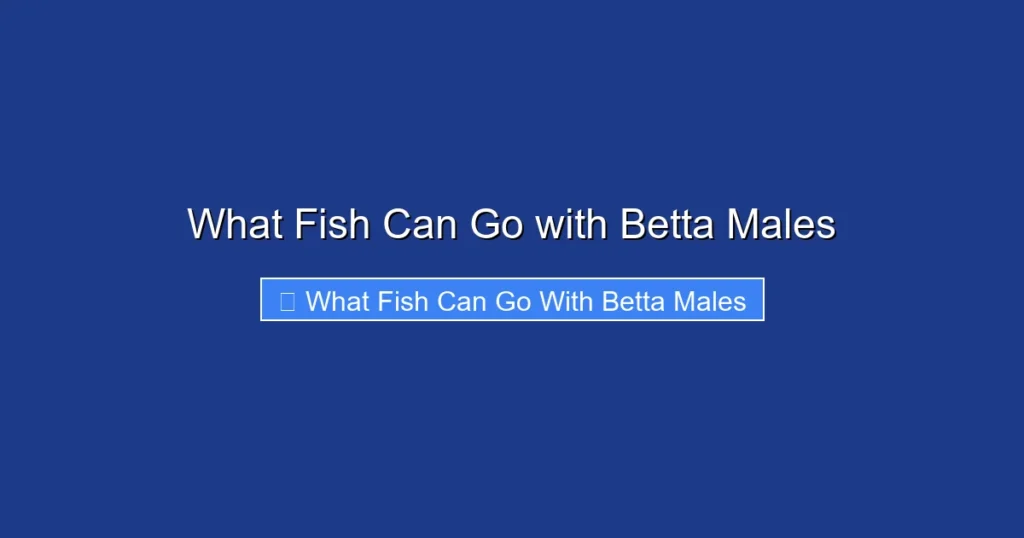 What Fish Can Go with Betta Males