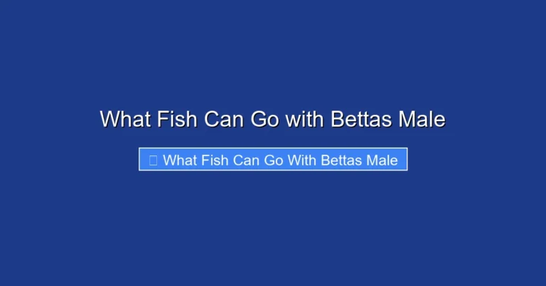 What Fish Can Go with Bettas Male