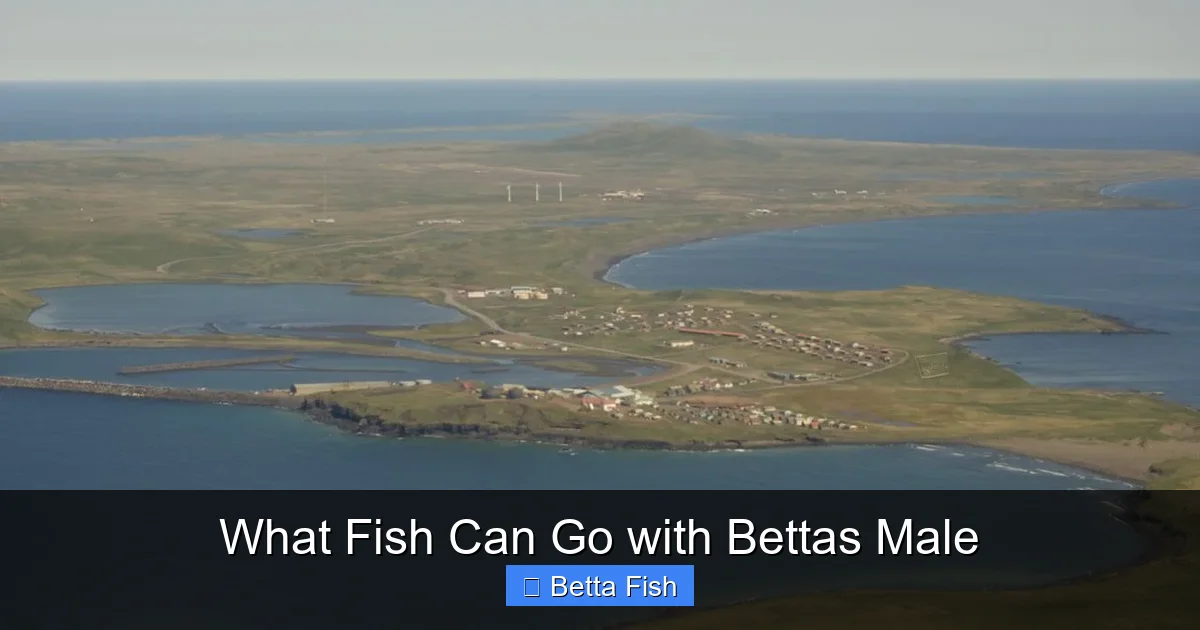 What Fish Can Go with Bettas Male