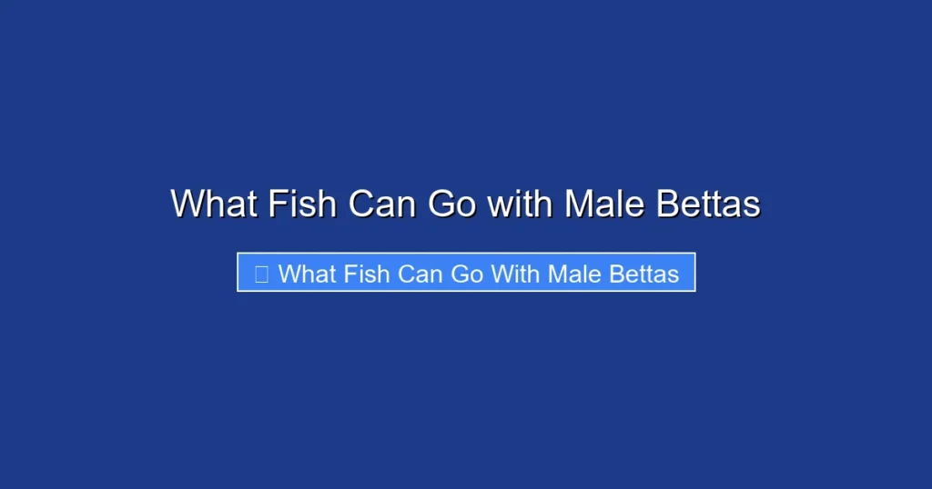 What Fish Can Go with Male Bettas