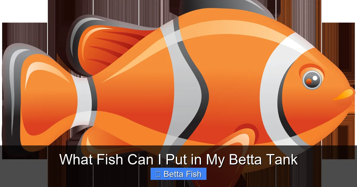 What Fish Can I Put in My Betta Tank