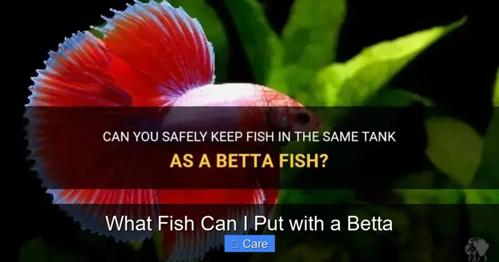 What Fish Can I Put with a Betta