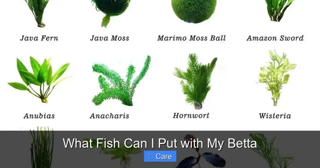What Fish Can I Put with My Betta