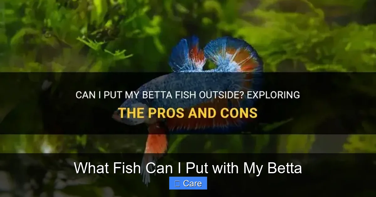 What Fish Can I Put with My Betta