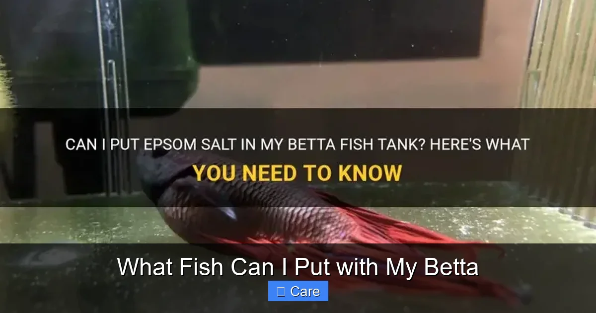 What Fish Can I Put with My Betta