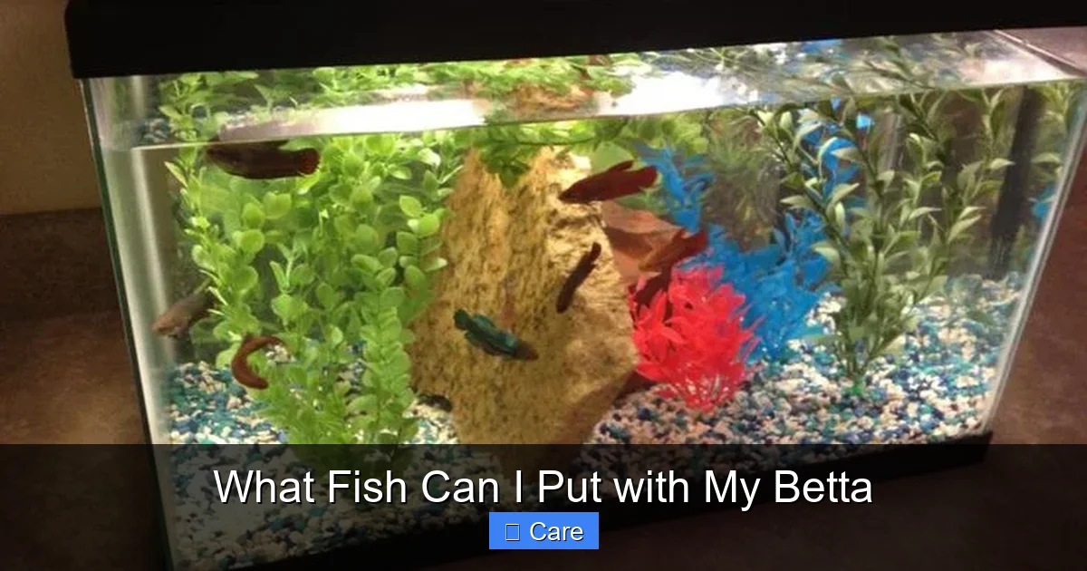 What Fish Can I Put with My Betta