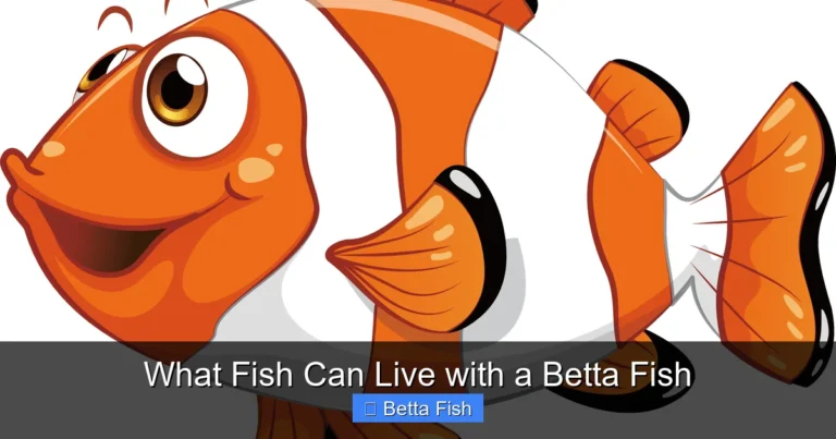 What Fish Can Live with a Betta Fish