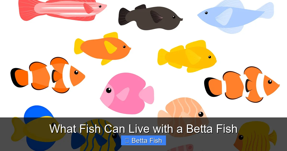 What Fish Can Live with a Betta Fish