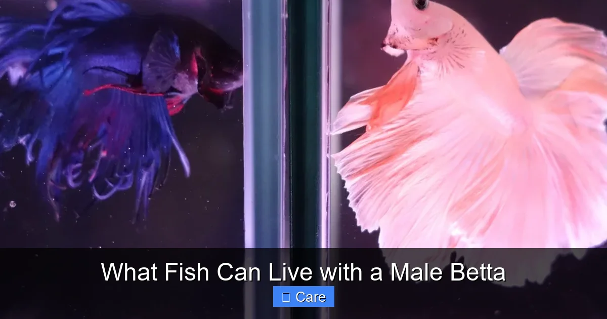 What Fish Can Live with a Male Betta