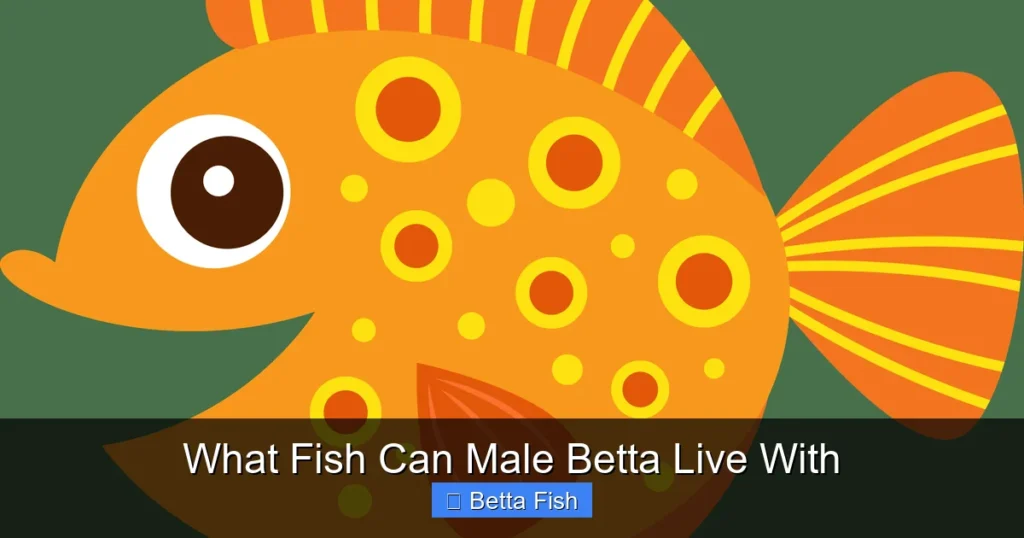 What Fish Can Male Betta Live With