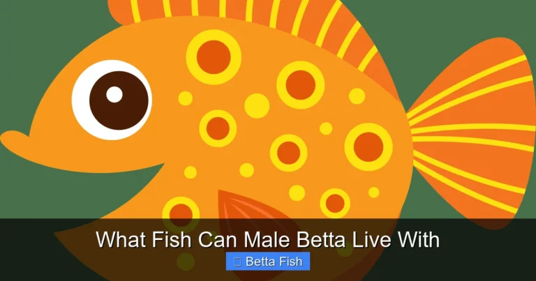 What Fish Can Male Betta Live With