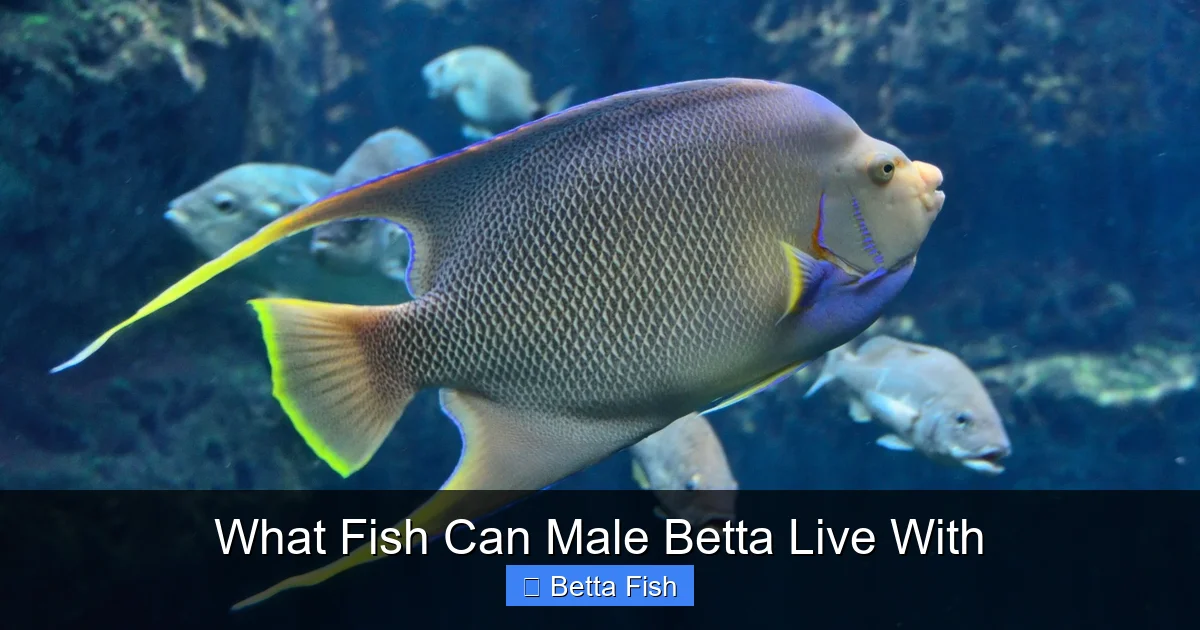What Fish Can Male Betta Live With