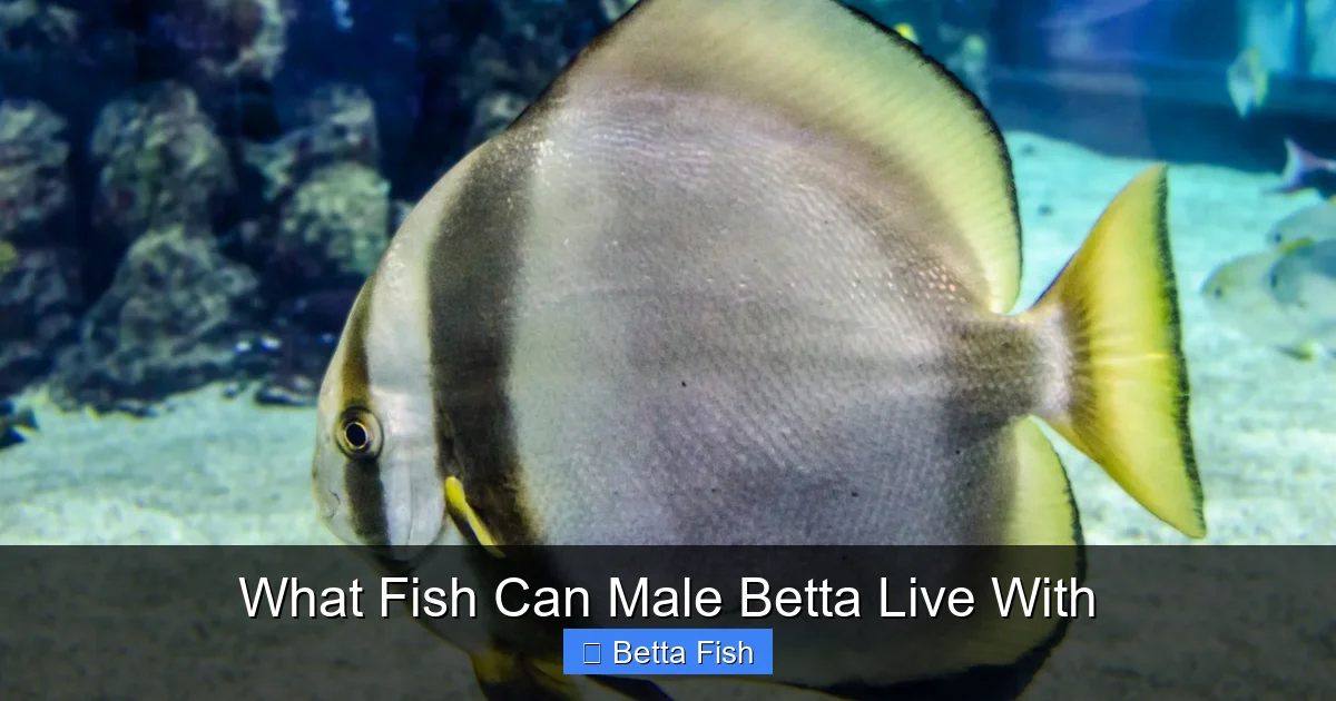 What Fish Can Male Betta Live With