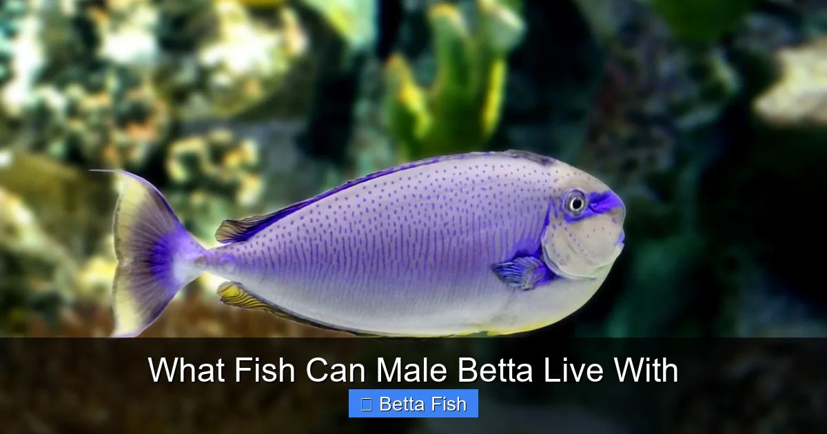 What Fish Can Male Betta Live With