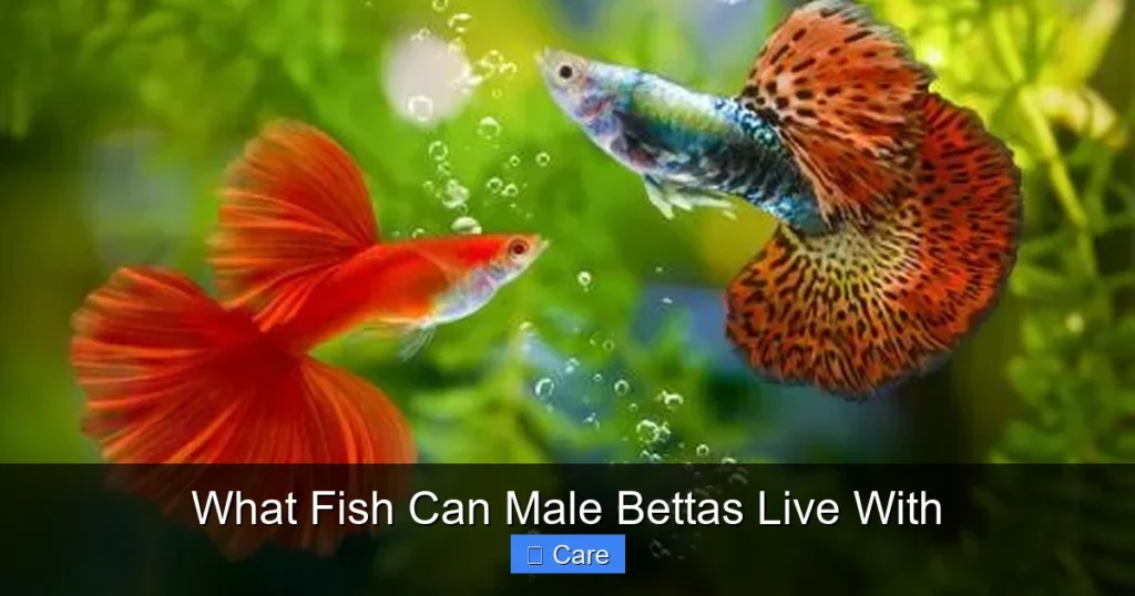What Fish Can Male Bettas Live With