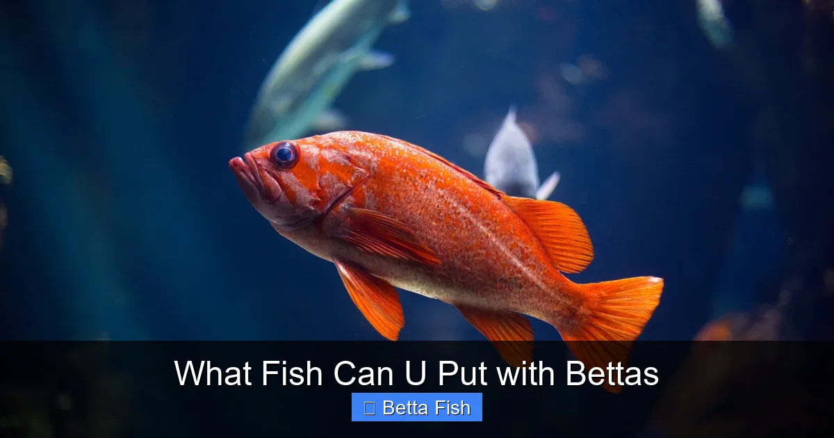 What Fish Can U Put with Bettas