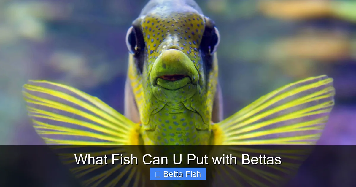 What Fish Can U Put with Bettas