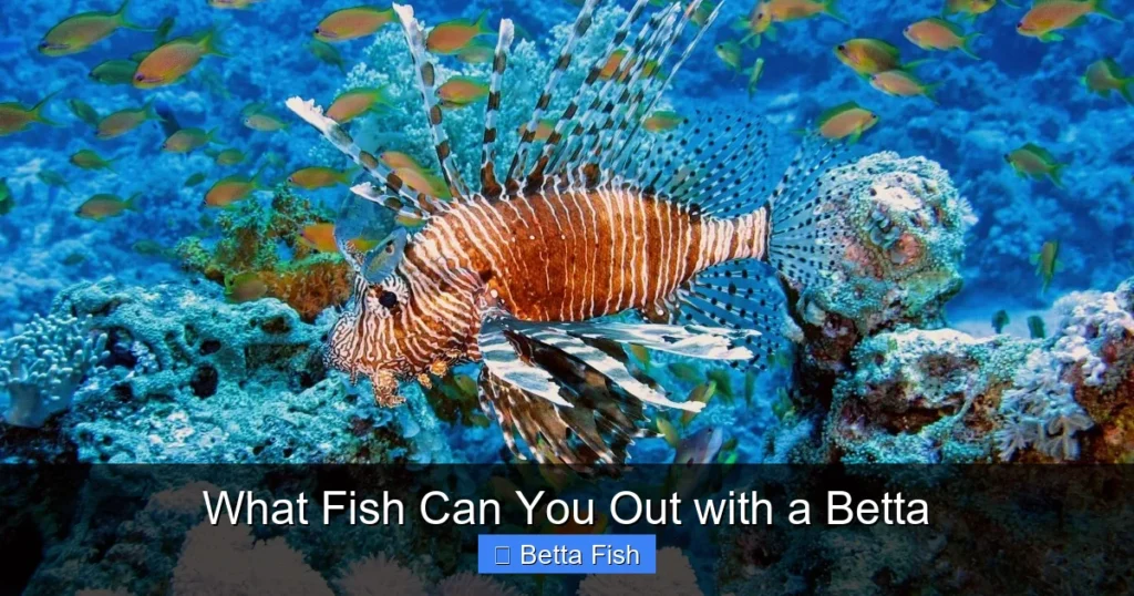 What Fish Can You Out with a Betta