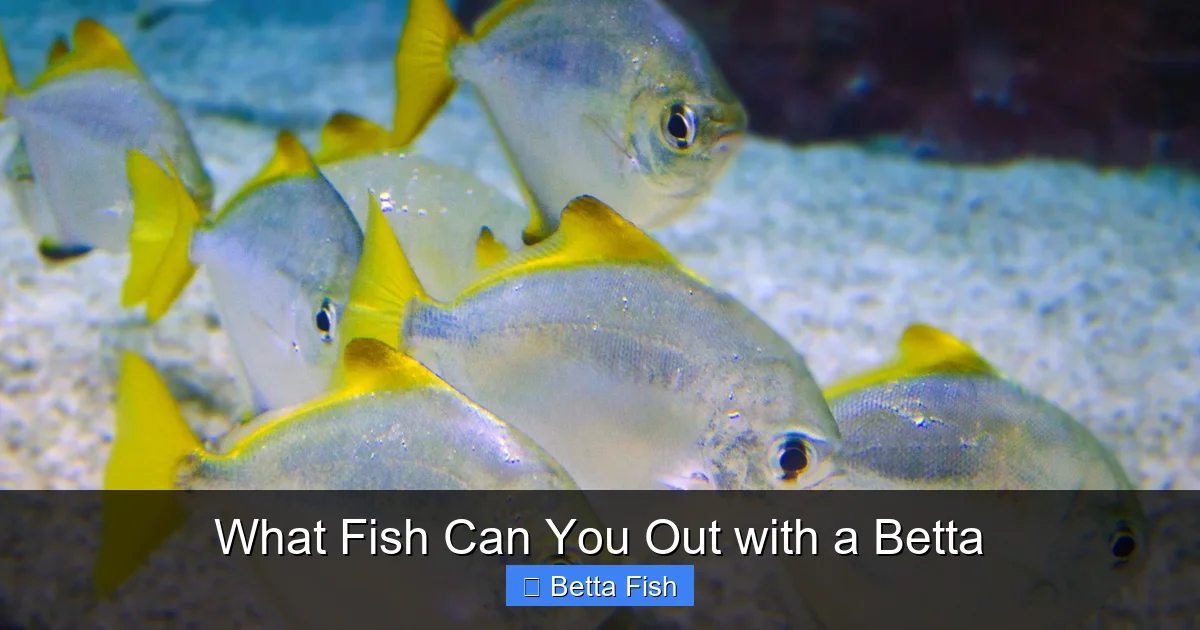 What Fish Can You Out with a Betta