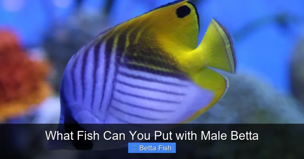 What Fish Can You Put with Male Betta