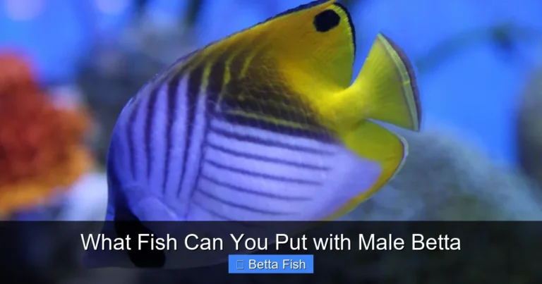 What Fish Can You Put with Male Betta