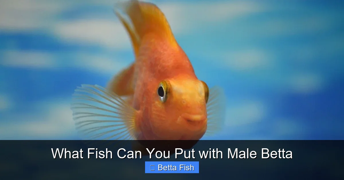 What Fish Can You Put with Male Betta