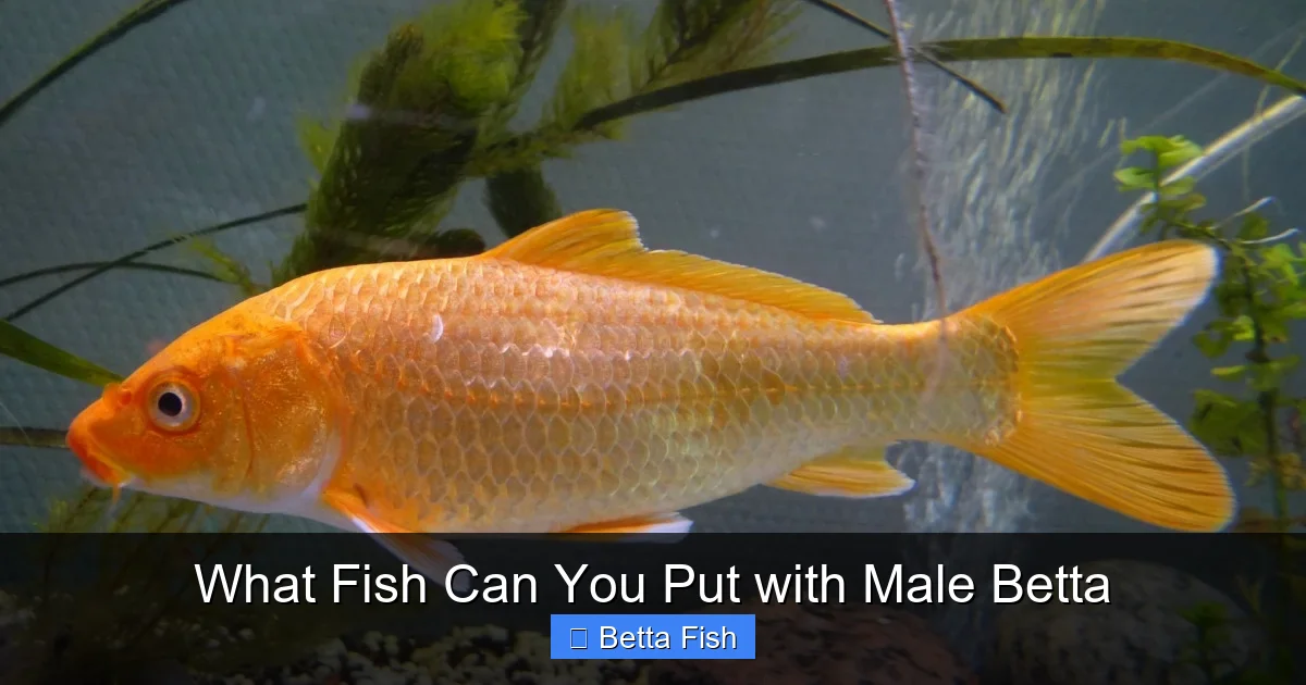 What Fish Can You Put with Male Betta
