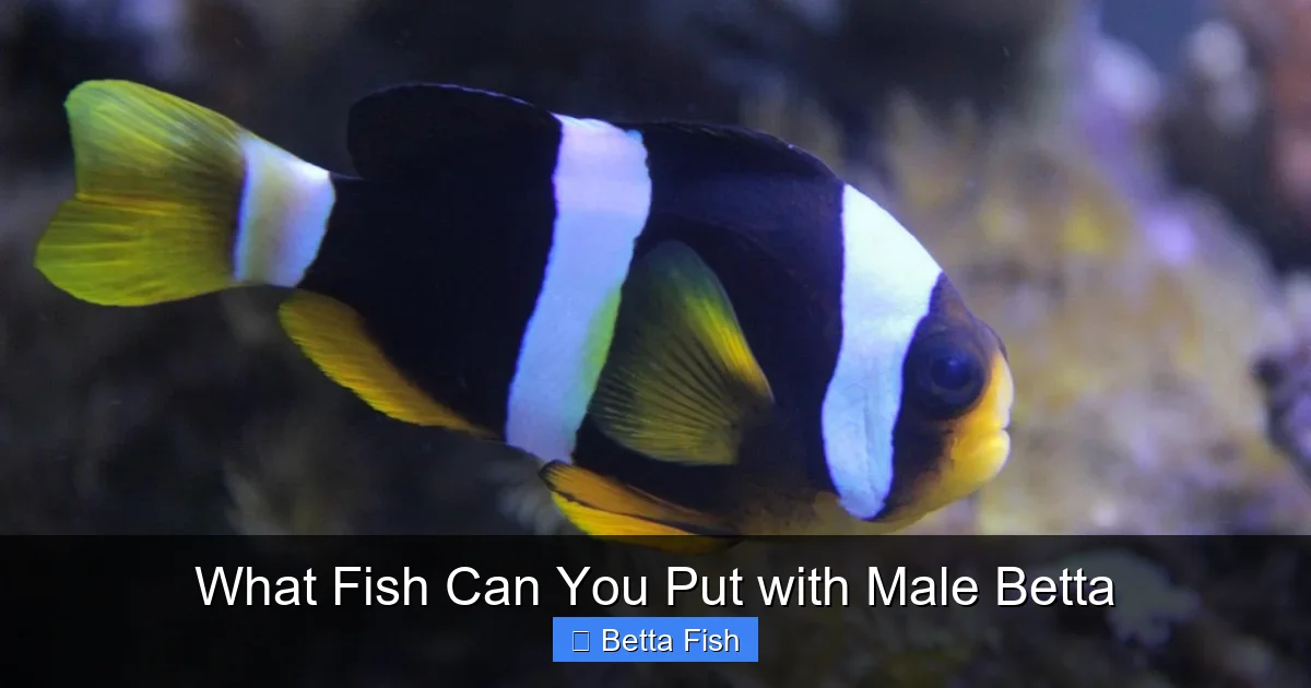 What Fish Can You Put with Male Betta