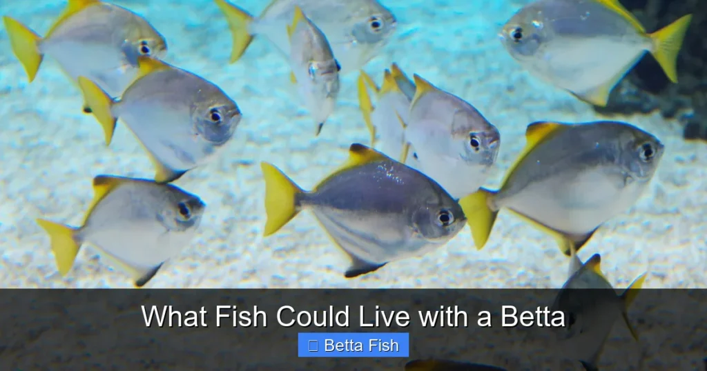 What Fish Could Live with a Betta