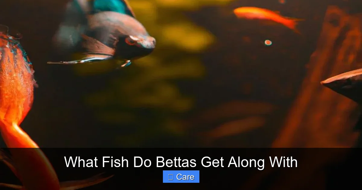 What Fish Do Bettas Get Along With