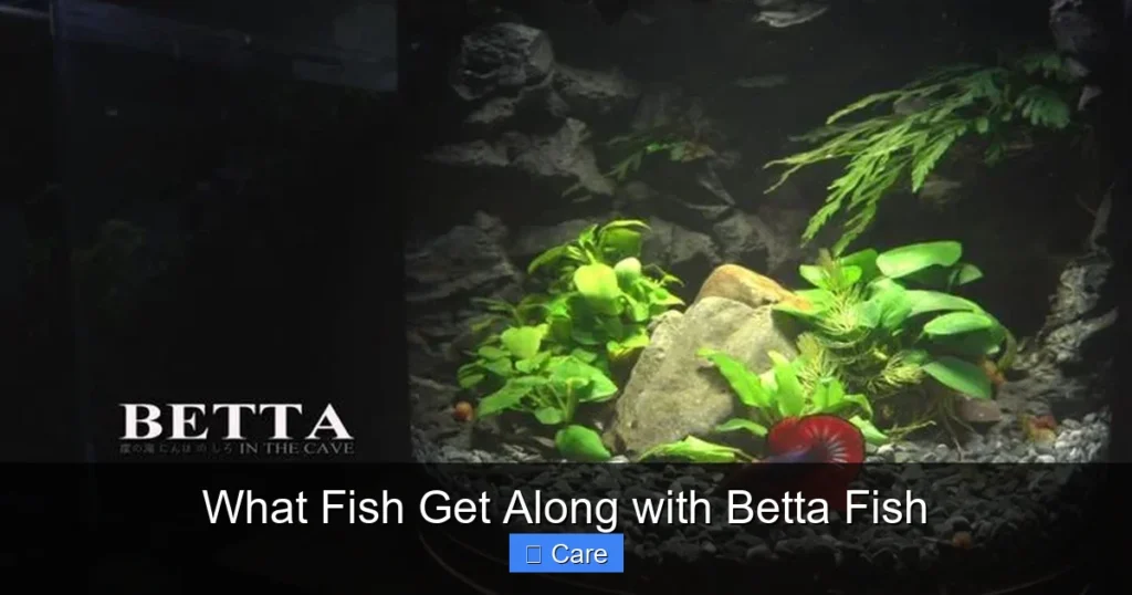 What Fish Get Along with Betta Fish
