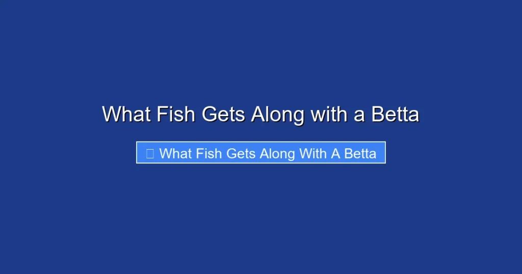 What Fish Gets Along with a Betta