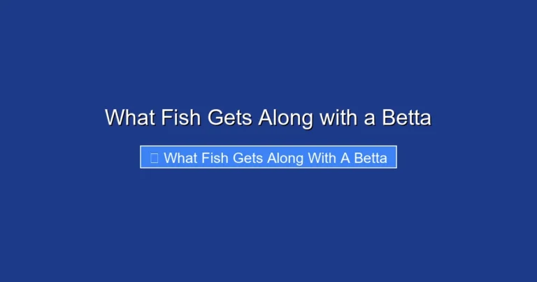 What Fish Gets Along with a Betta