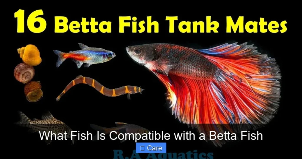 What Fish Is Compatible with a Betta Fish